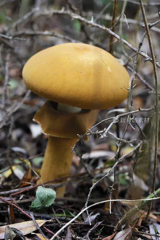 金冠菇(Phaeolepiota aurea)